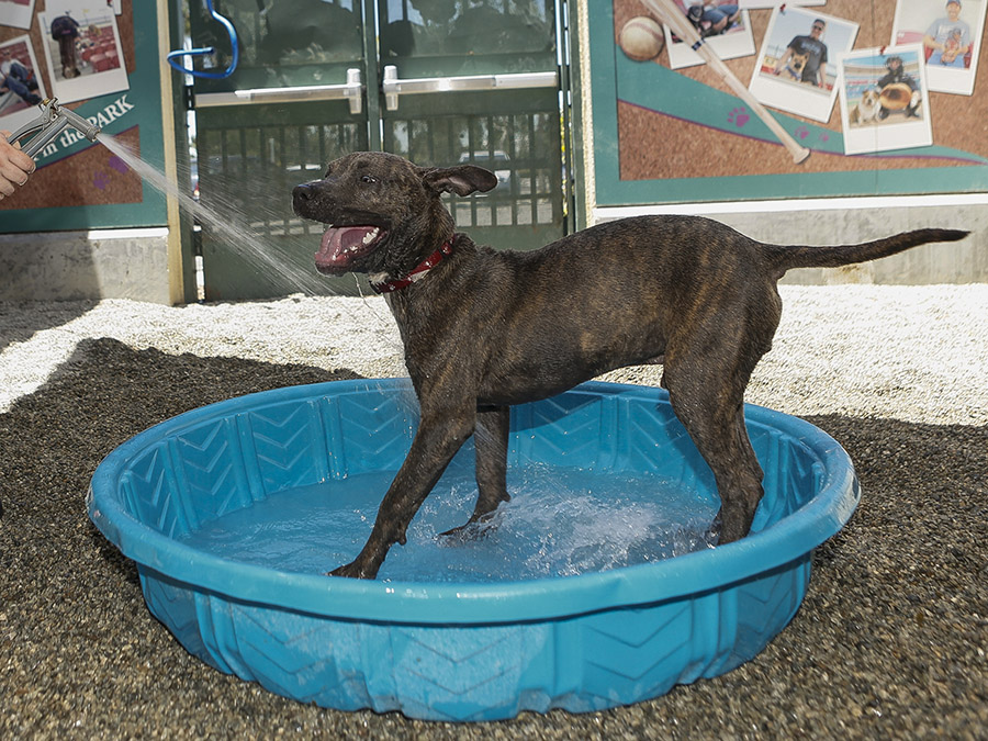 dog pet heat wave