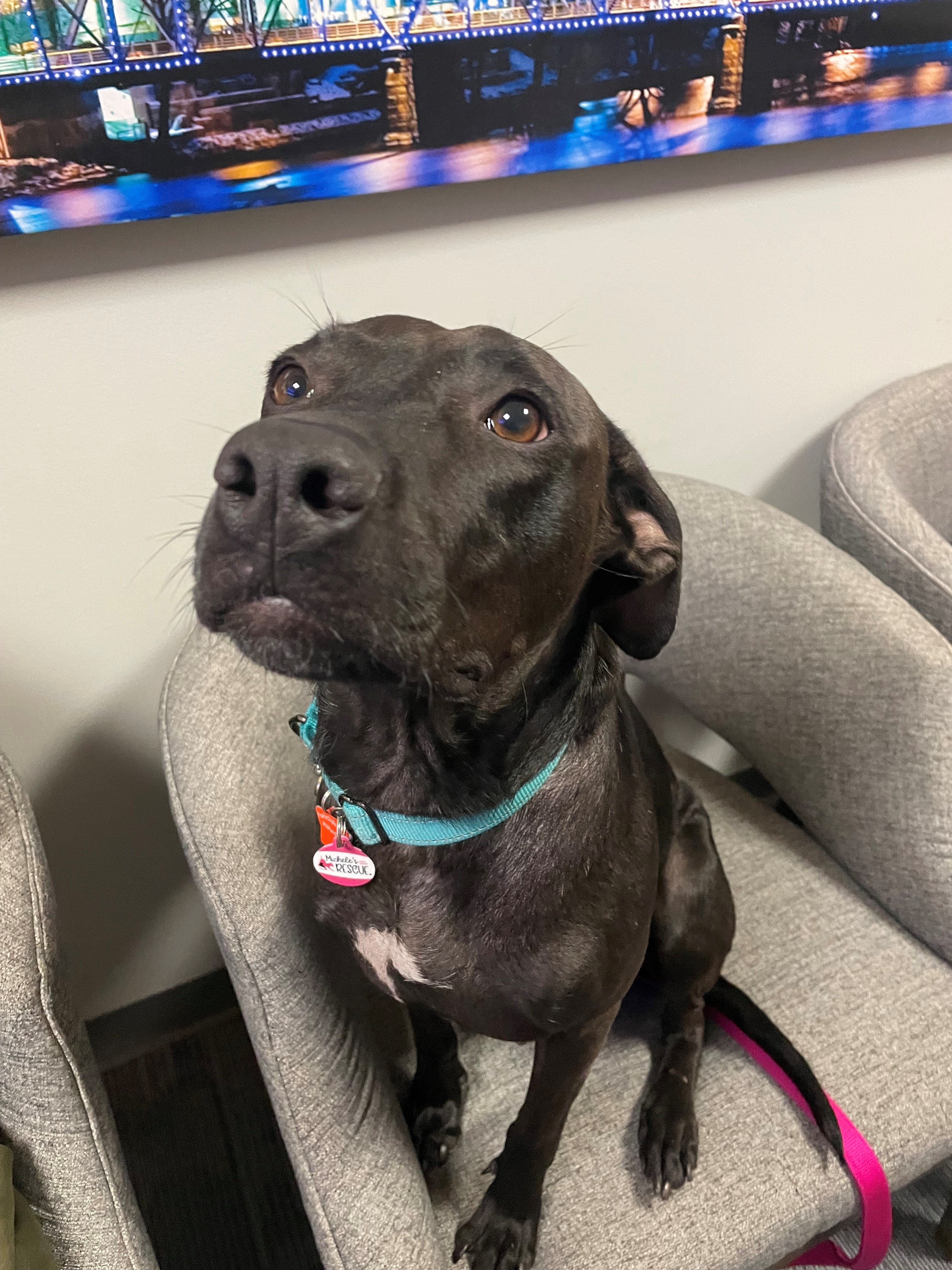 Pet adoption 4-26.jpg