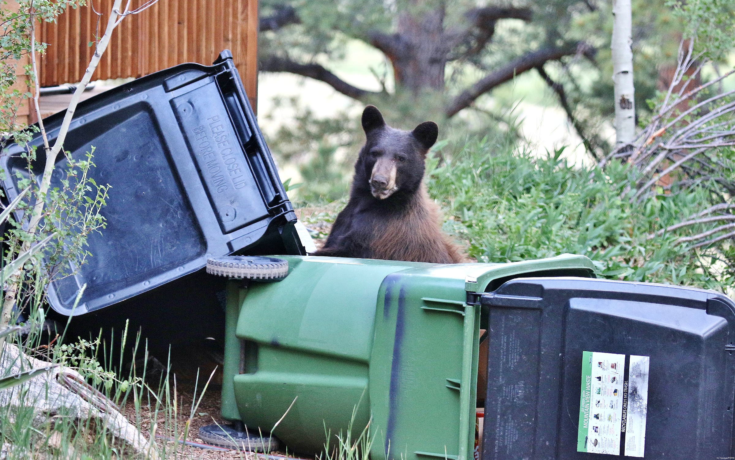 bear and trash cans 