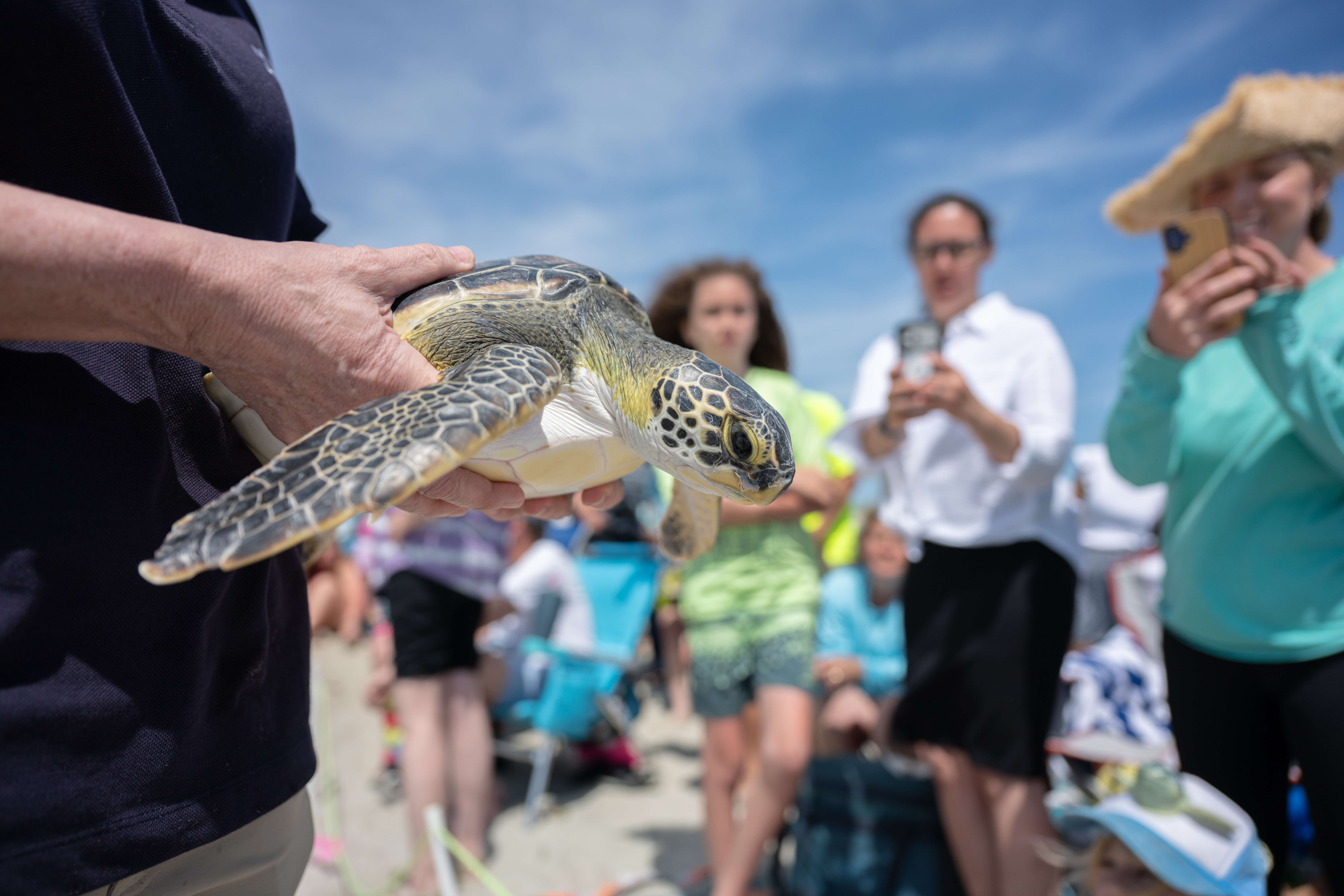 20260414AnimalRescue_TurtleRelease-3898.jpg