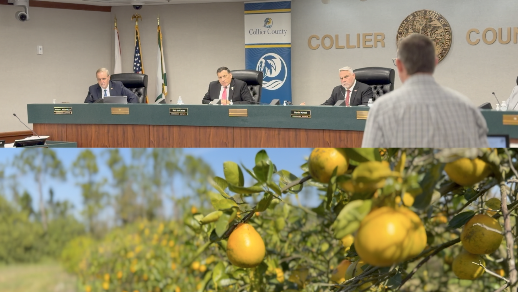 South Naples citrus grove