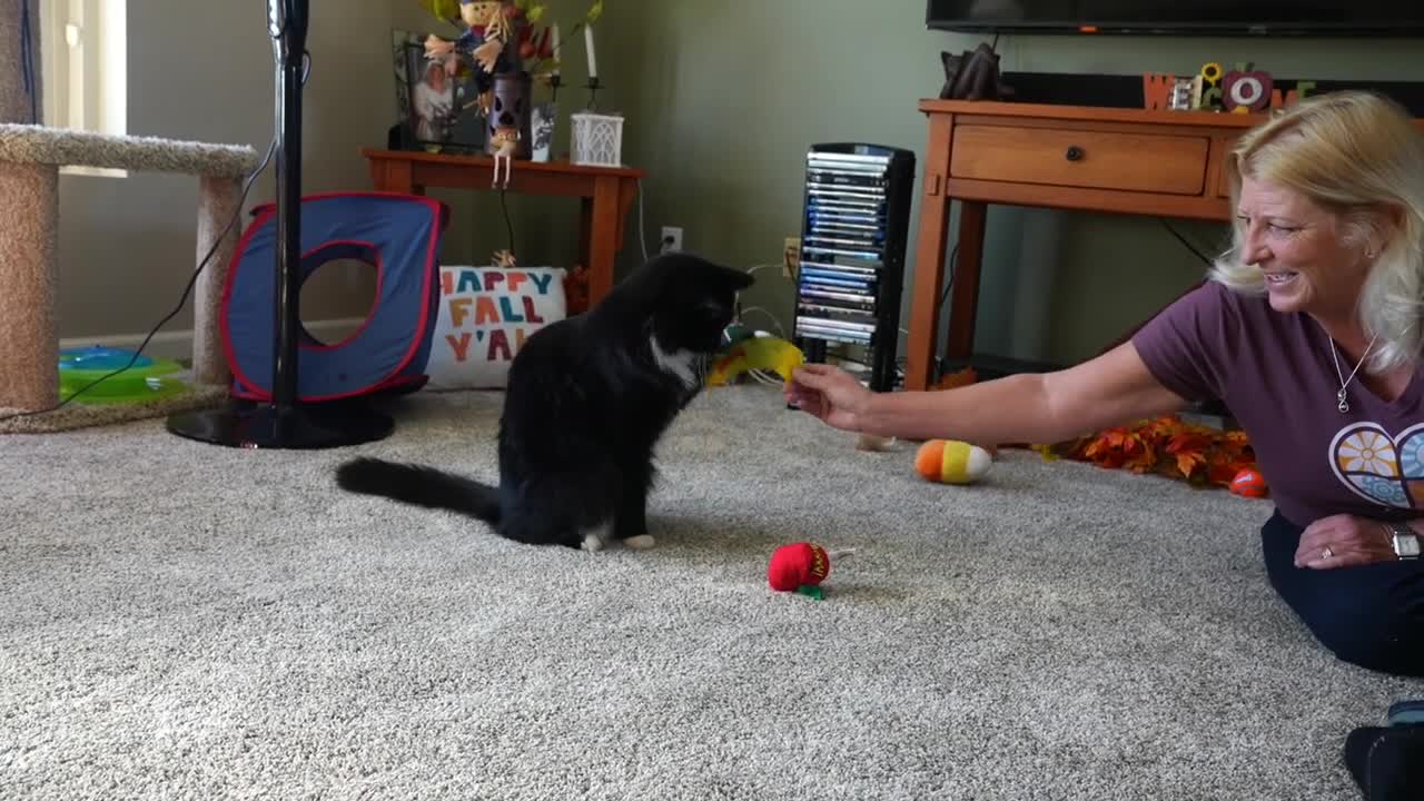 Pumpkin the cat escape artist from Mason