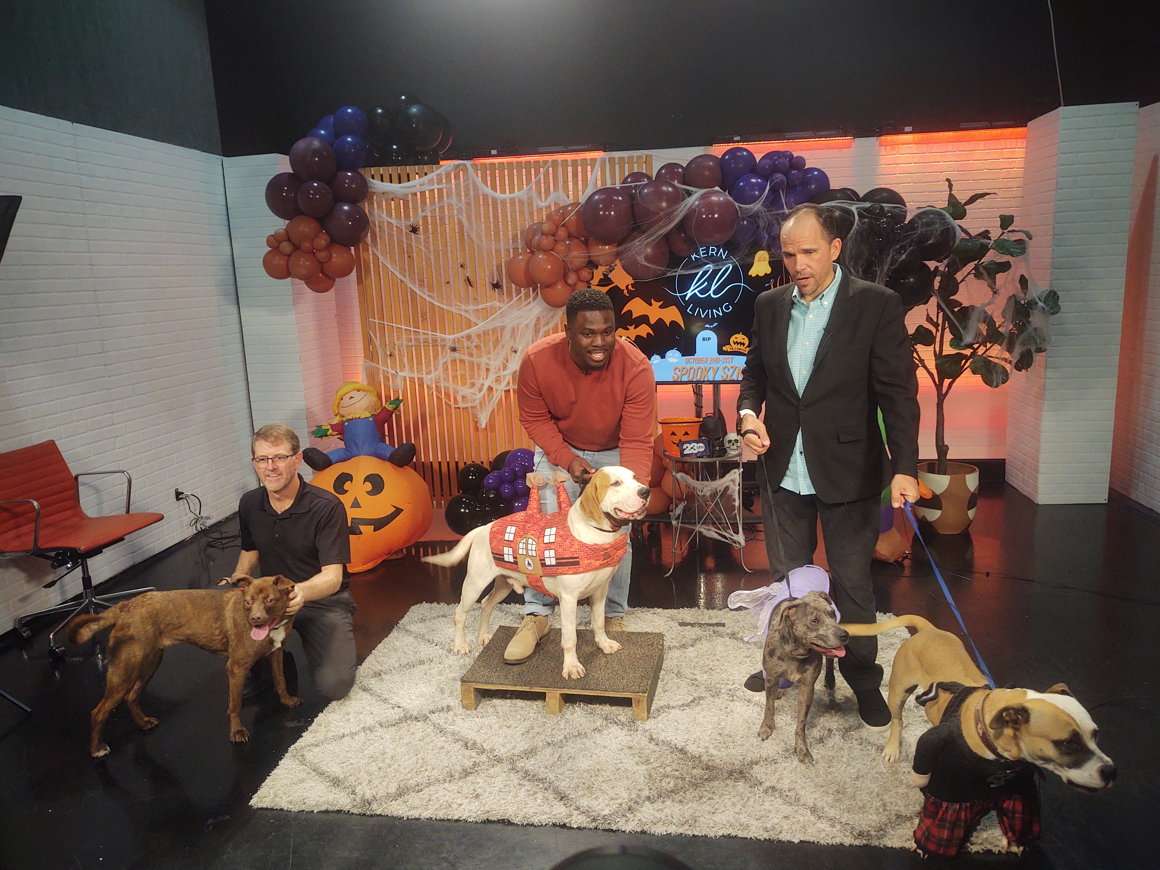 Meet the dogs at the Kern County Animal Shelter