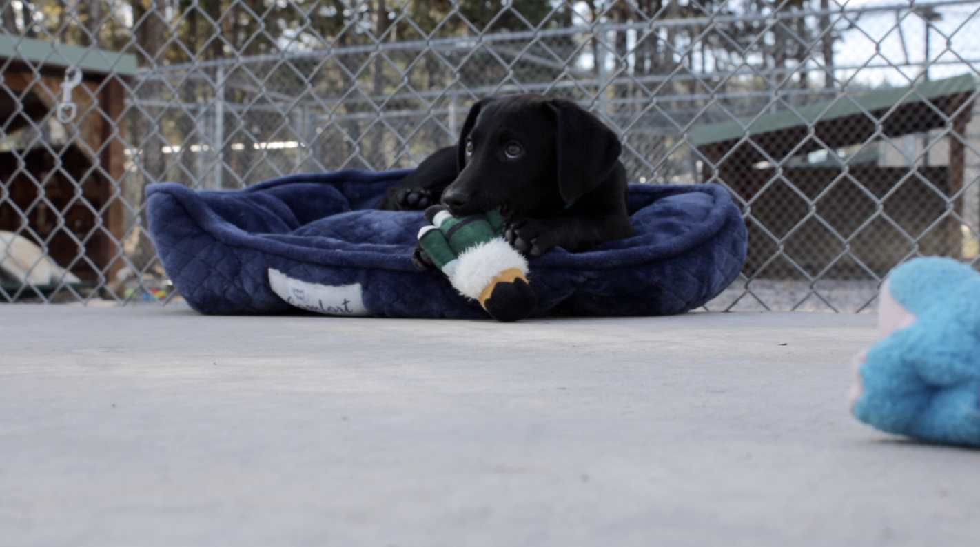 Dog at humane society