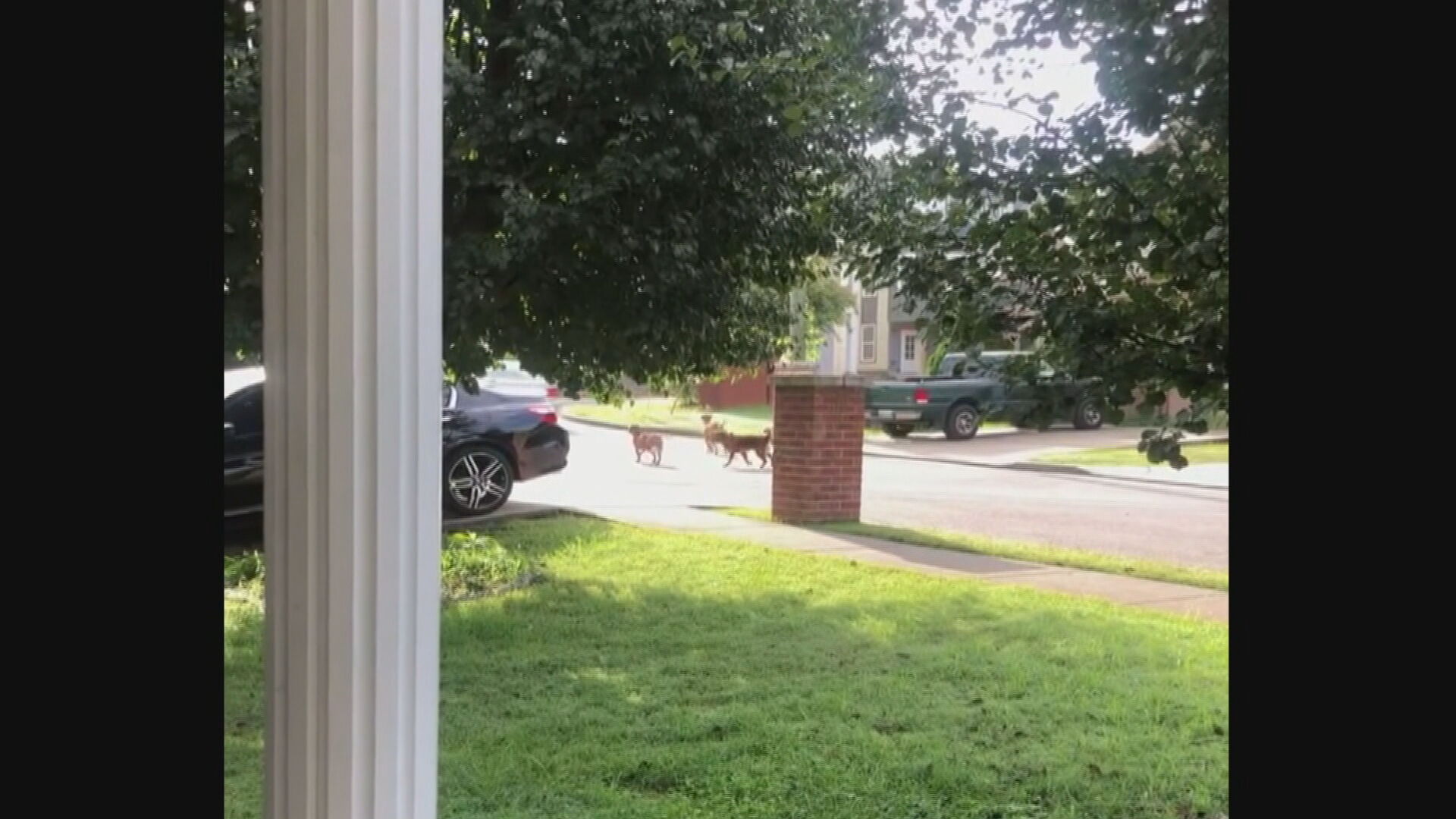 Dogs attacking in West Nashville