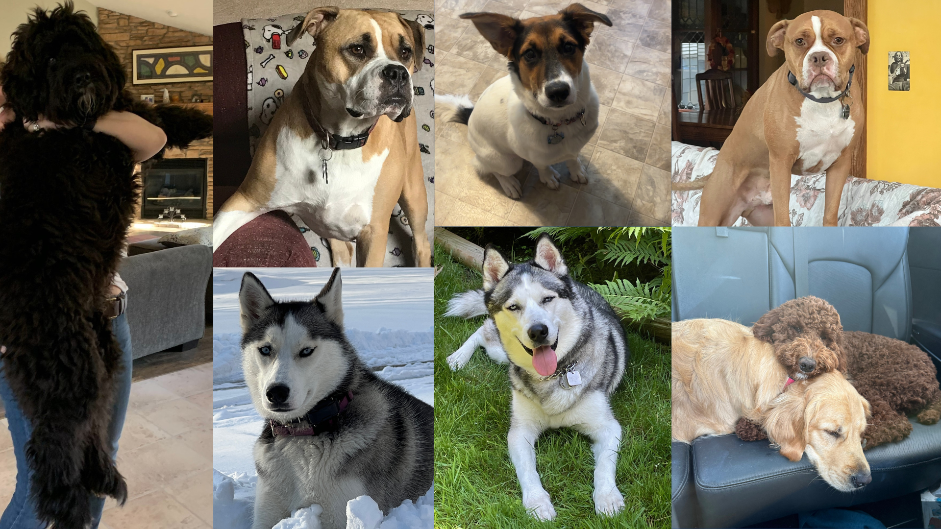 Dog walking forecast Feb. 2-8