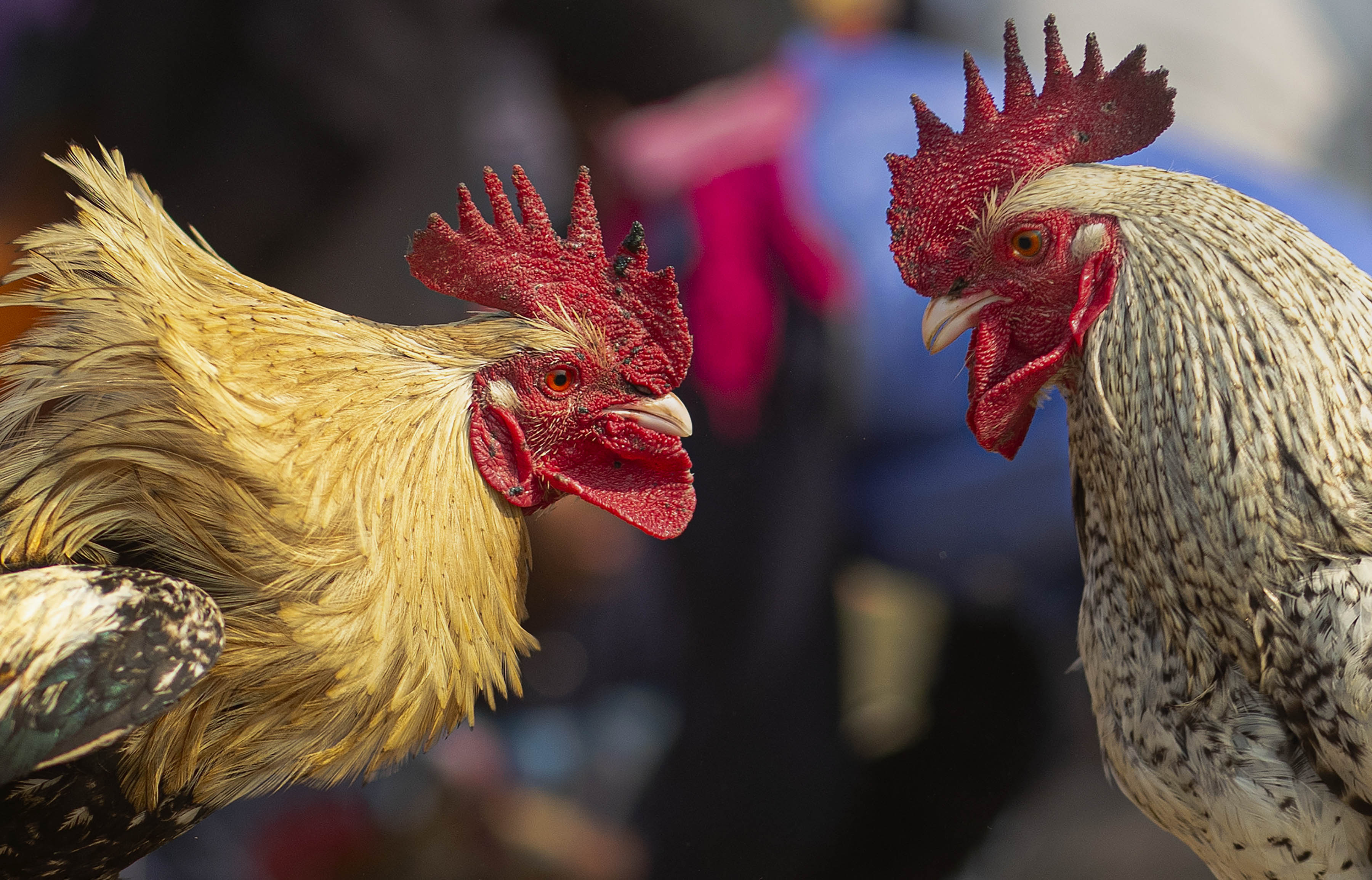 Roosters