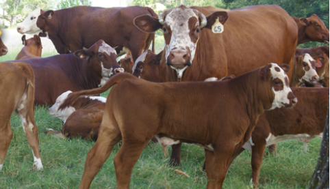 cows.PNG
