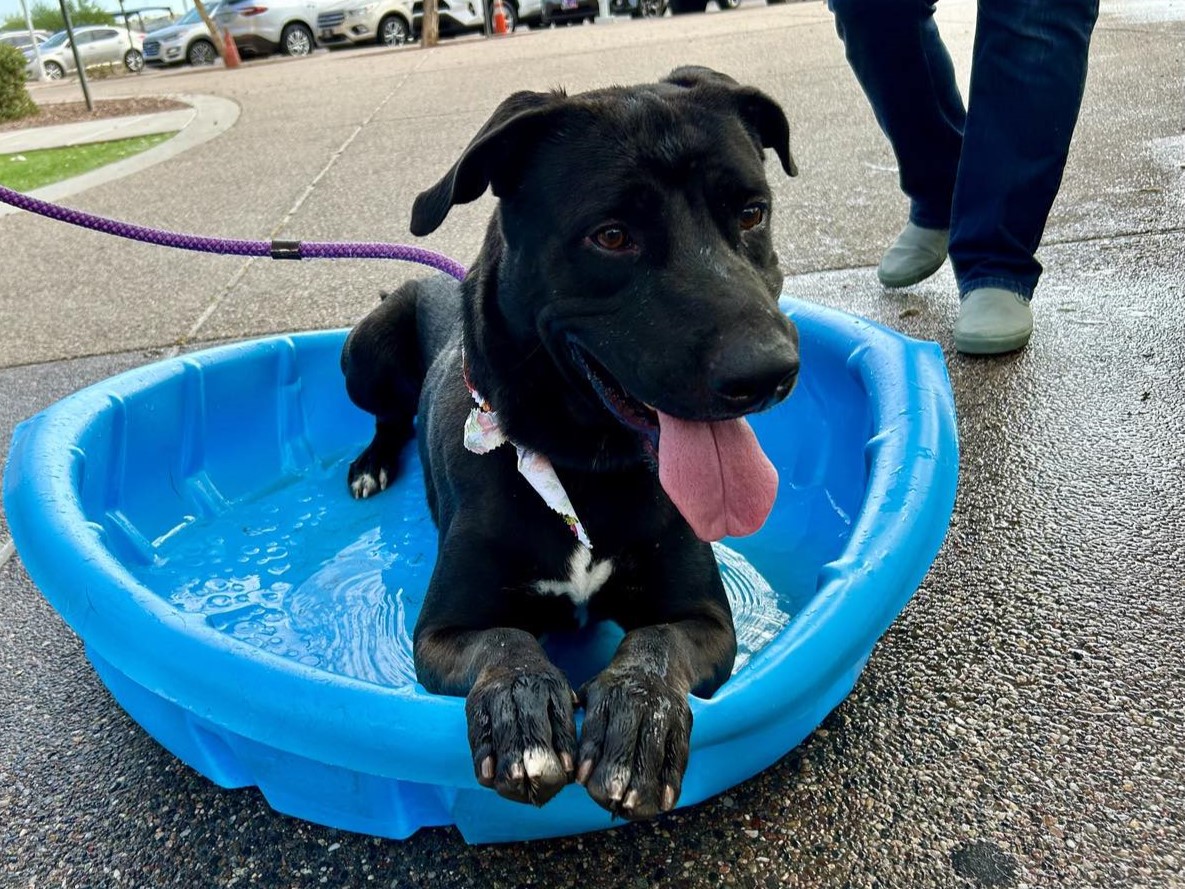 Speedy A4974111.jpg