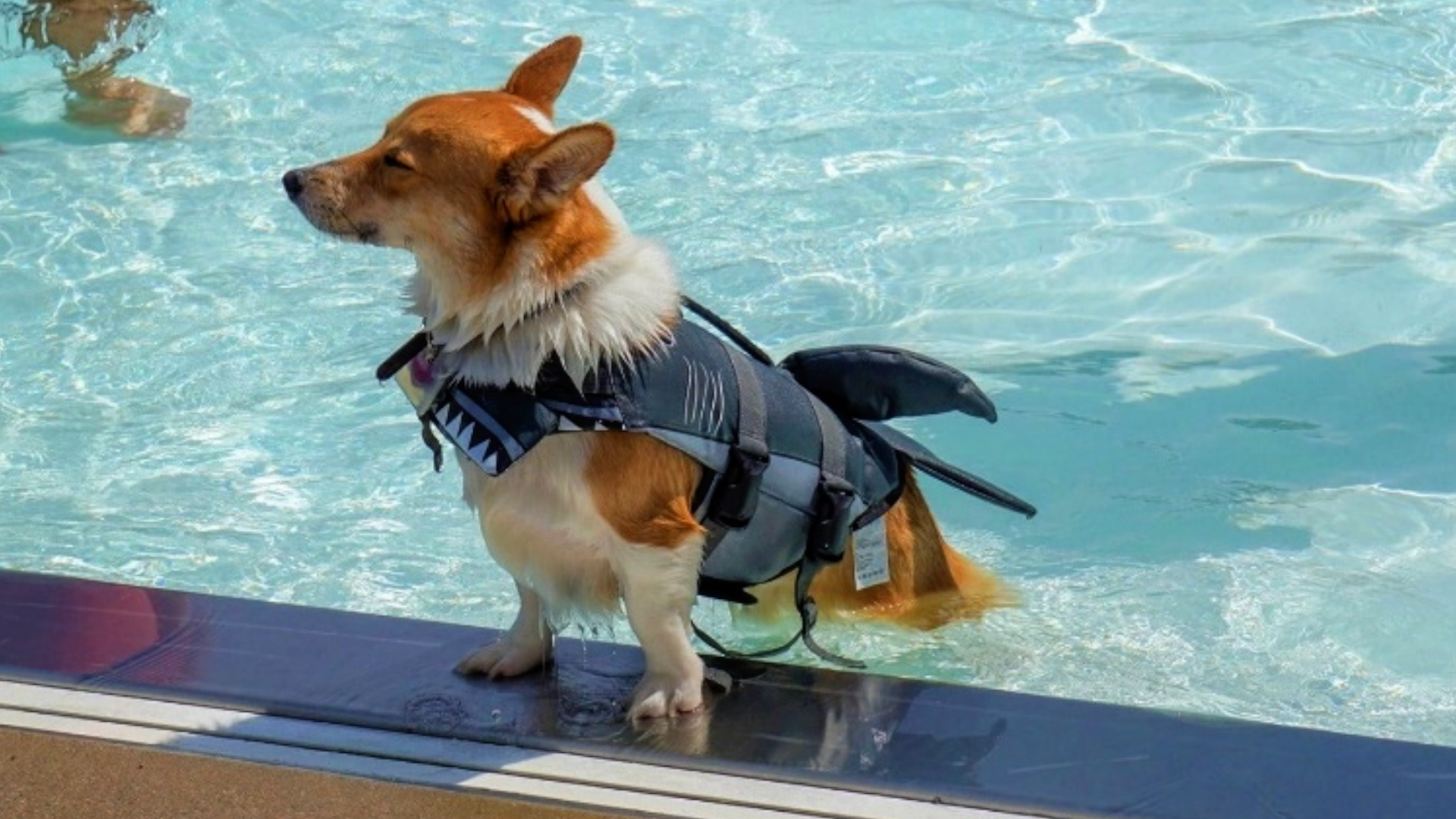 Happy corgi pupper at Wag ‘n’ Wade dog swim