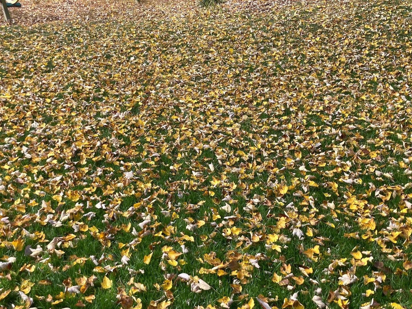 Zach autumn leaves.jpg