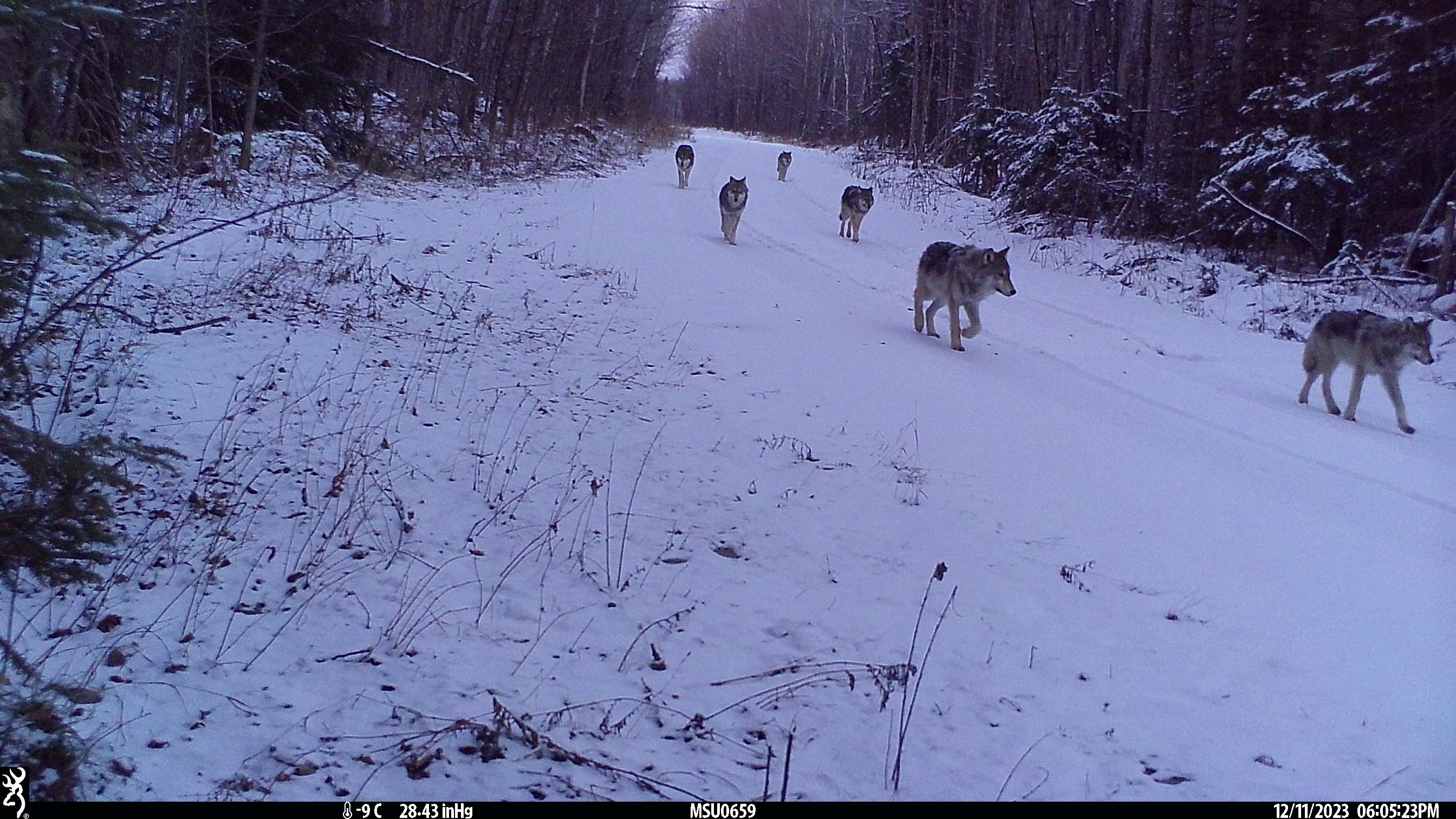 Gray Wolf Michigan DNR