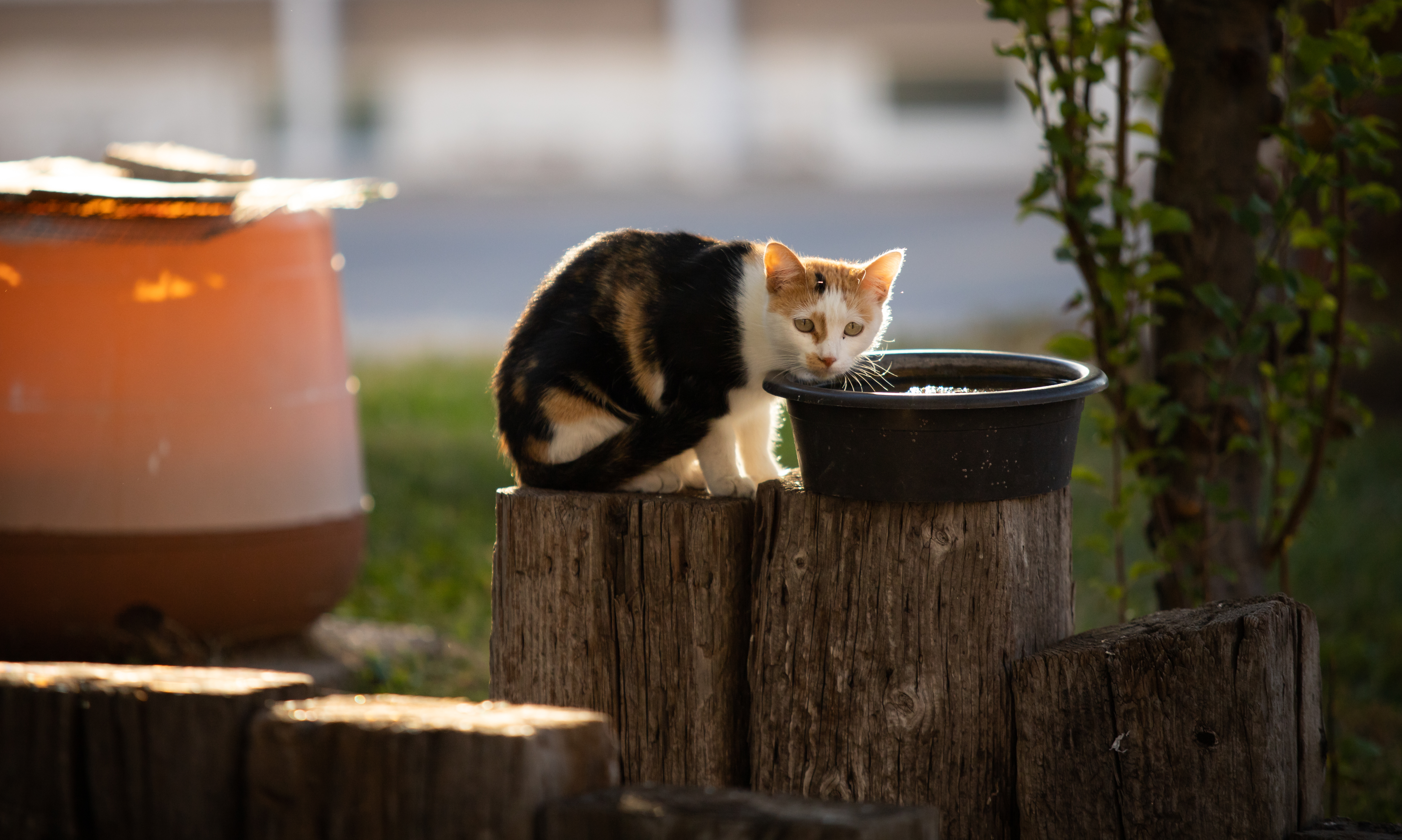 Stray Cat