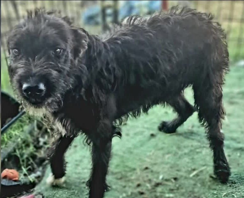 Missy, the dog dumped behind Grocery Outlet that was adopted in Thousand Oaks