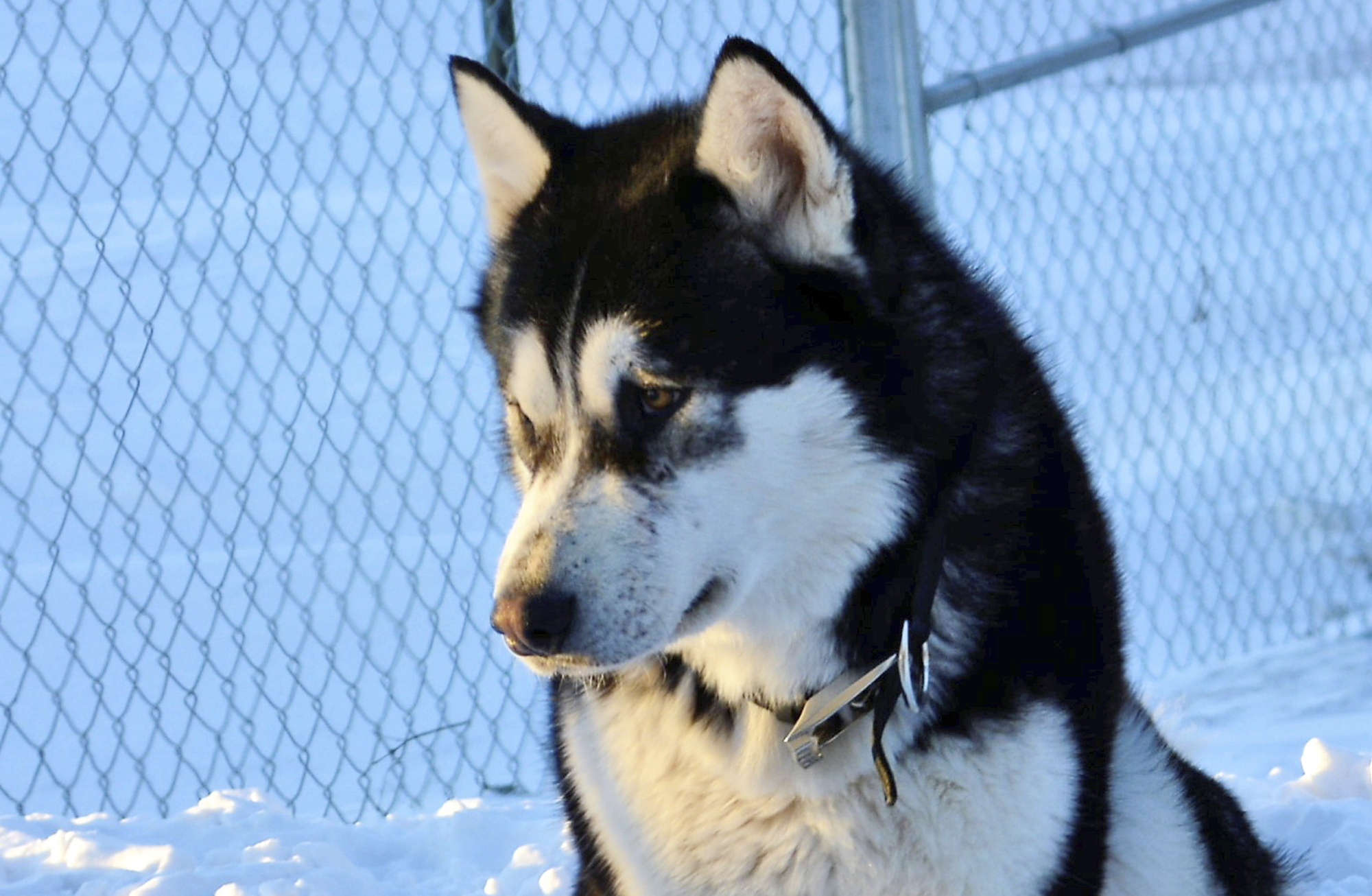 Donald Trump Dog Death Minnesota