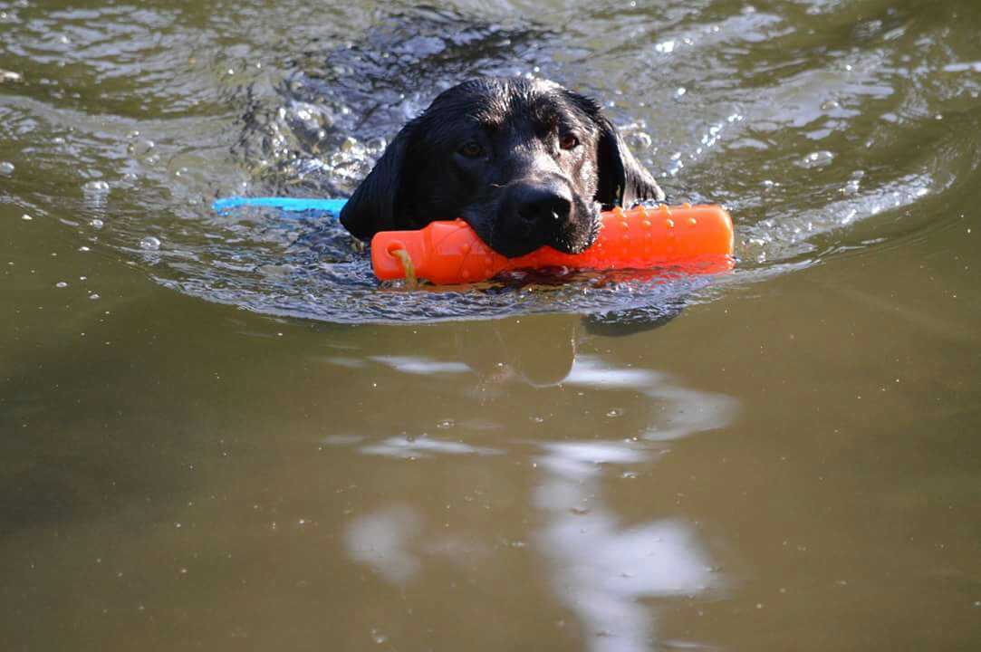 Is pet insurance helping your pet or hurting your wallet? - Vimarsana News