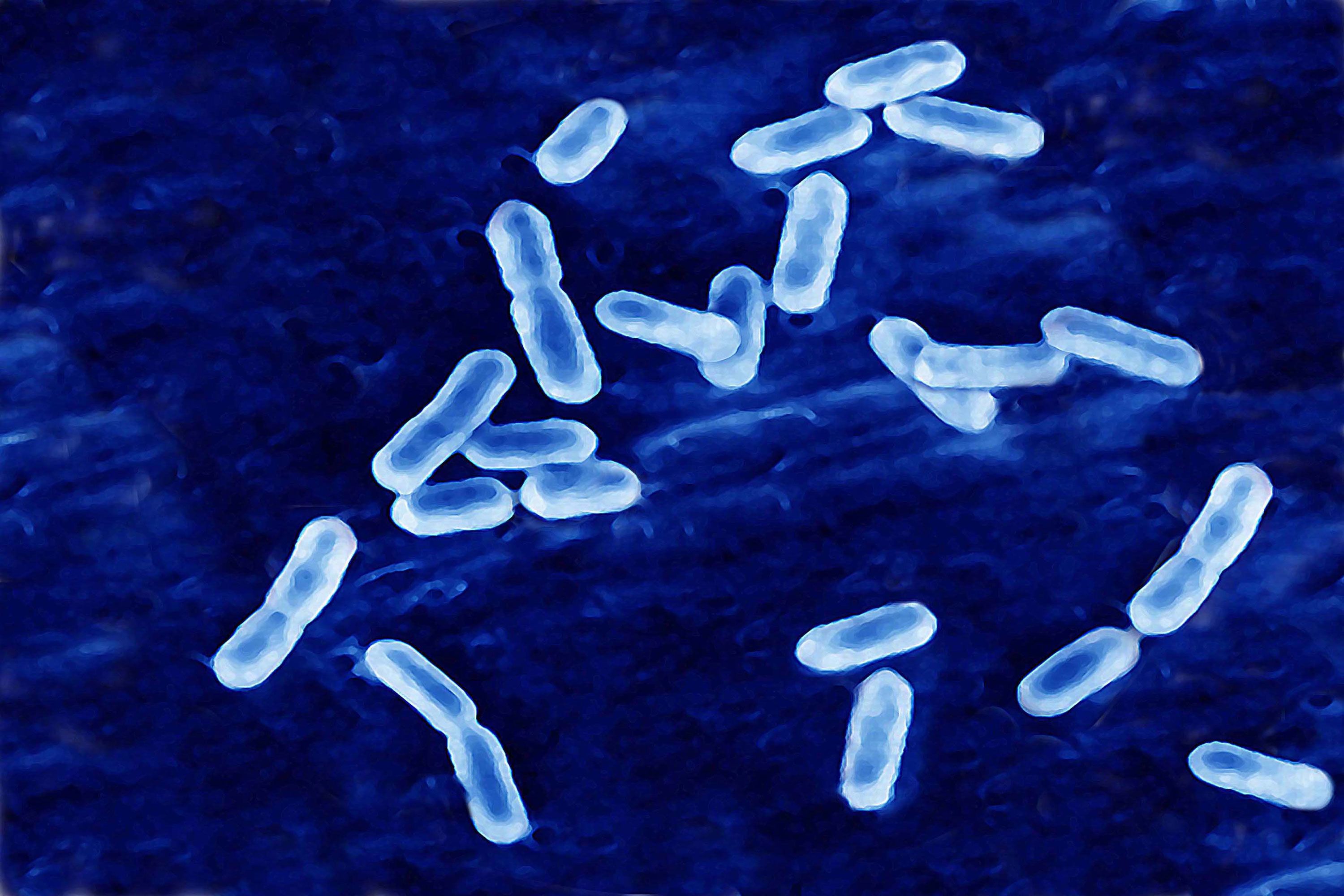 Listeria Bacteria