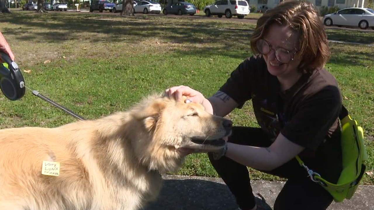 Gulfport pet mayor race