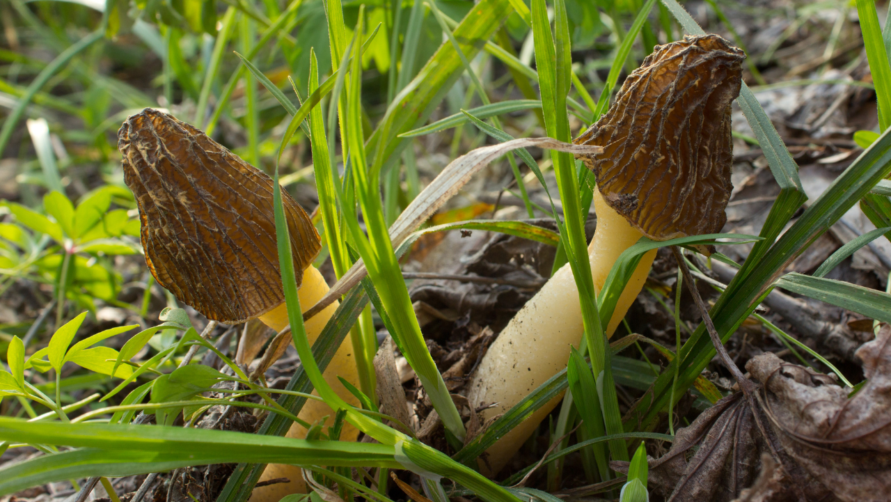 MUSHROOMS