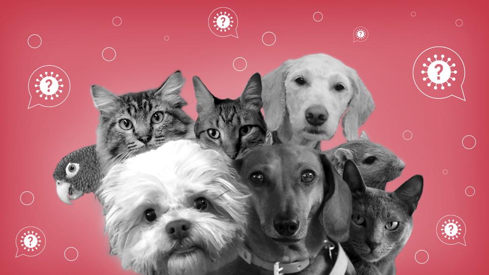 Can animals get or spread COVID-19?