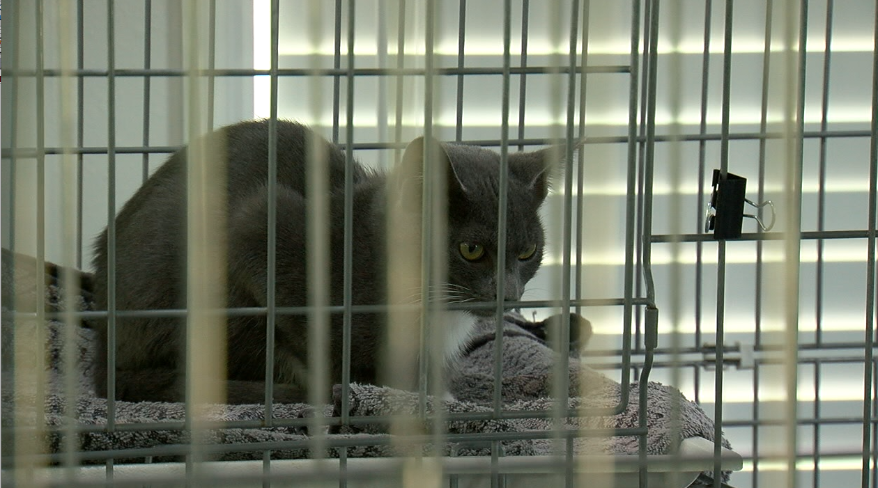 Suncoast Animal League