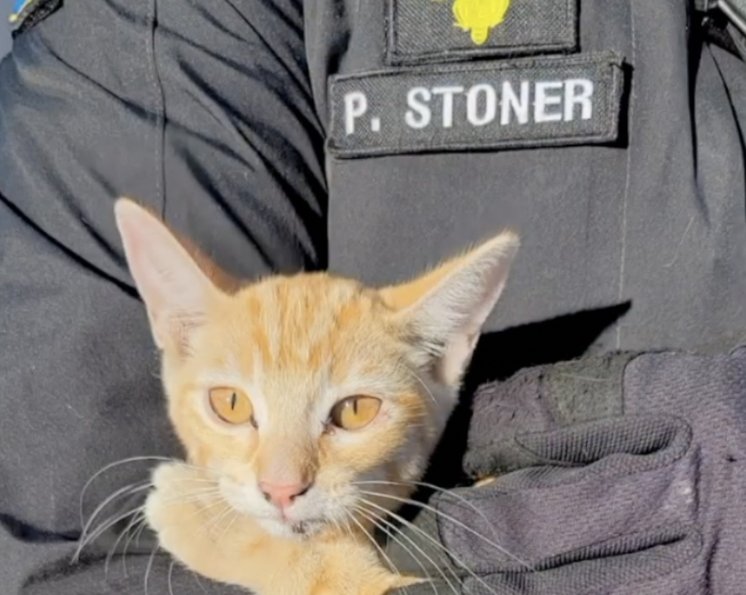 Cheddar the Orange Cat AZDPS