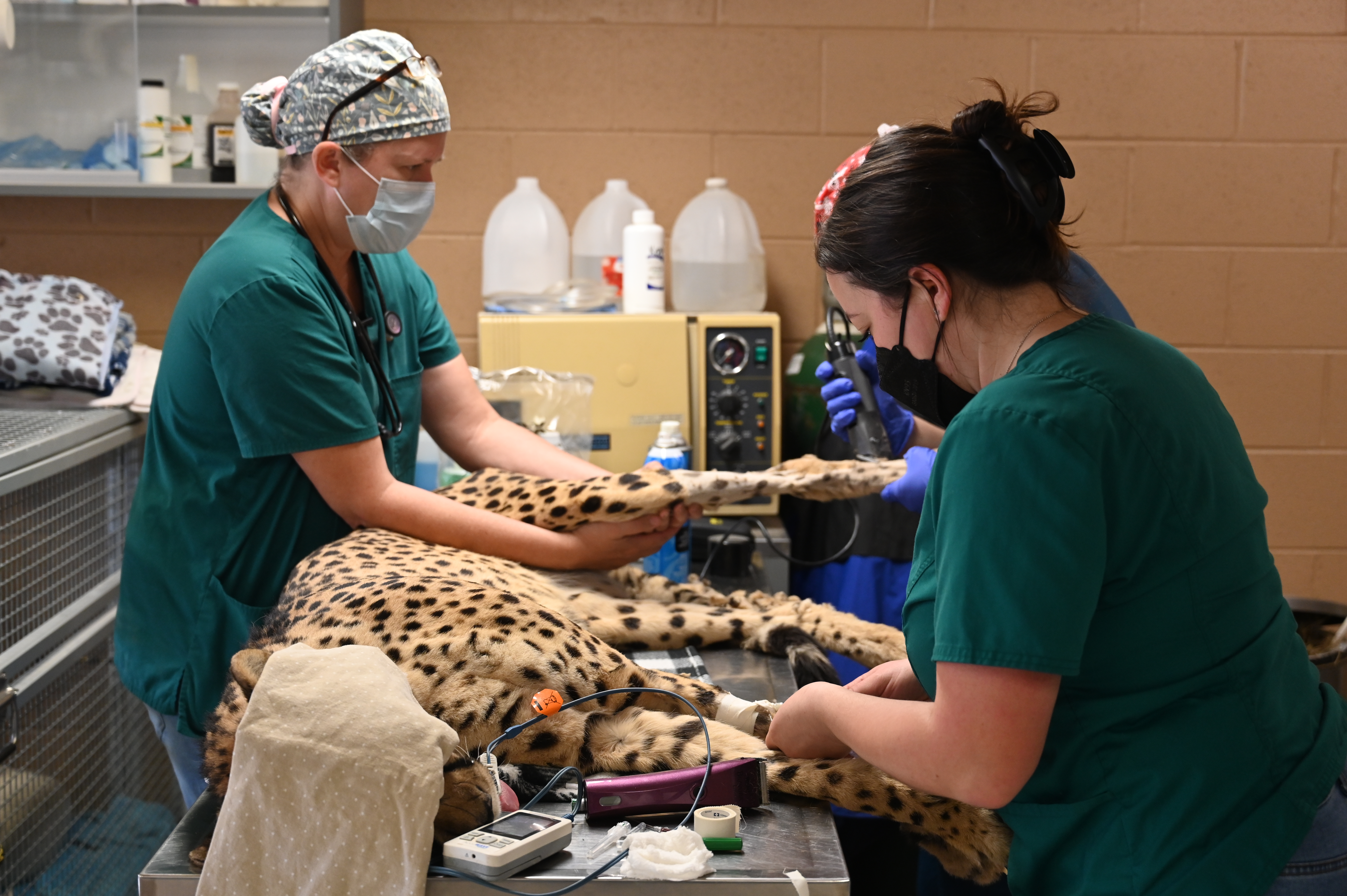 cheetahsurgery1.JPG