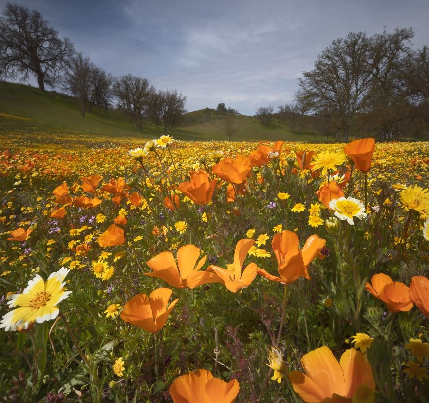 Wildflowers on Shell Creek road