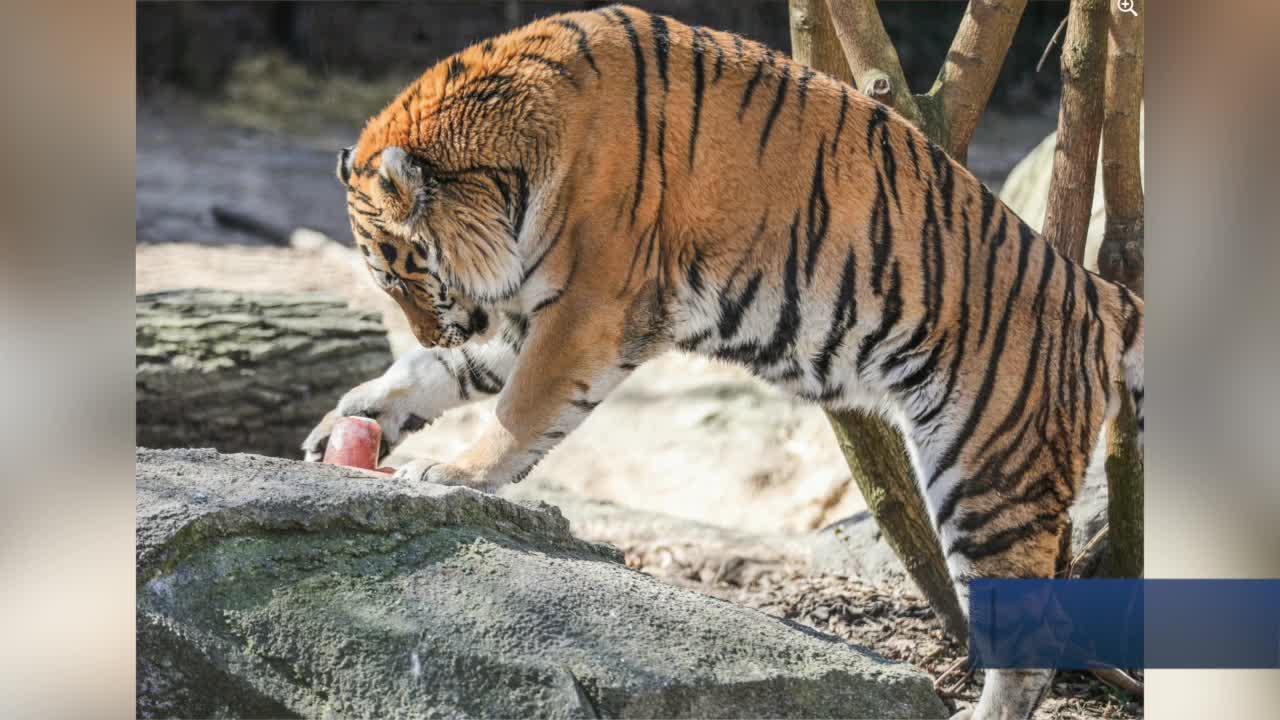 Specially made COVID 19 vaccine adds extra layer of protection to vulnerable species