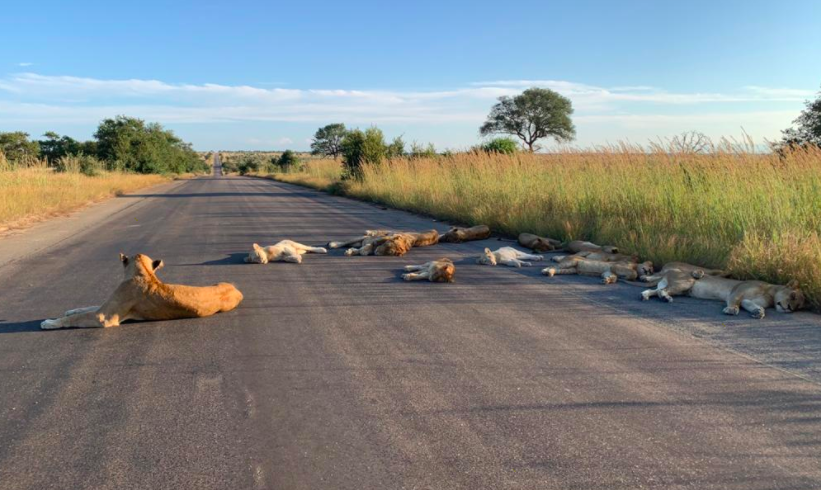 Screen Shot 2020-04-17 at 8.28.16 AM.png