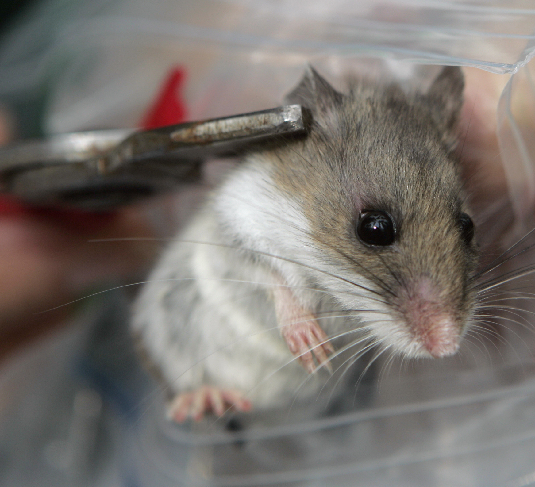 Hantavirus-causing deer mouse