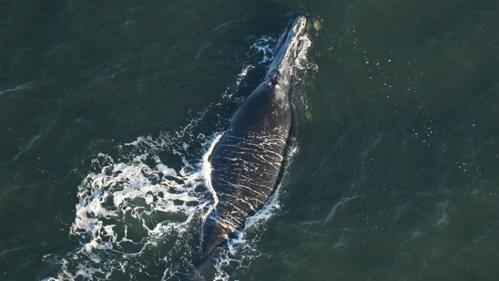 wptv-right-whale.jpg