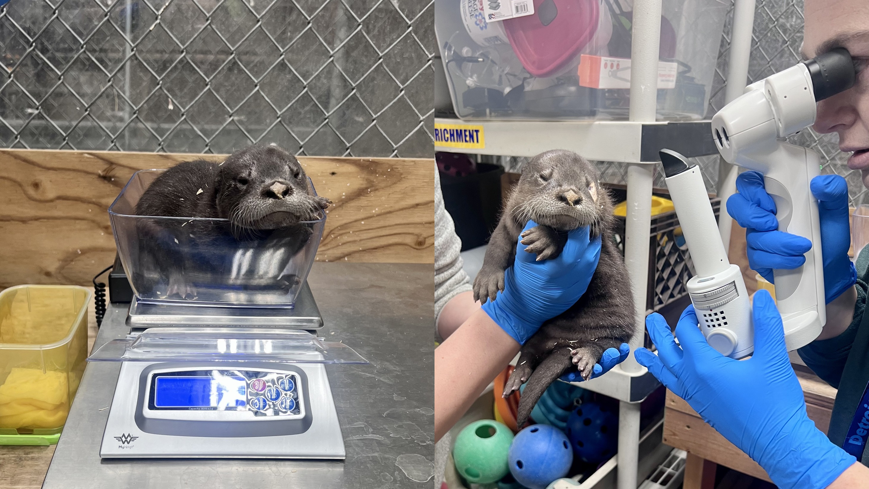 detroit zoo otter pups 4 week mark.jpg