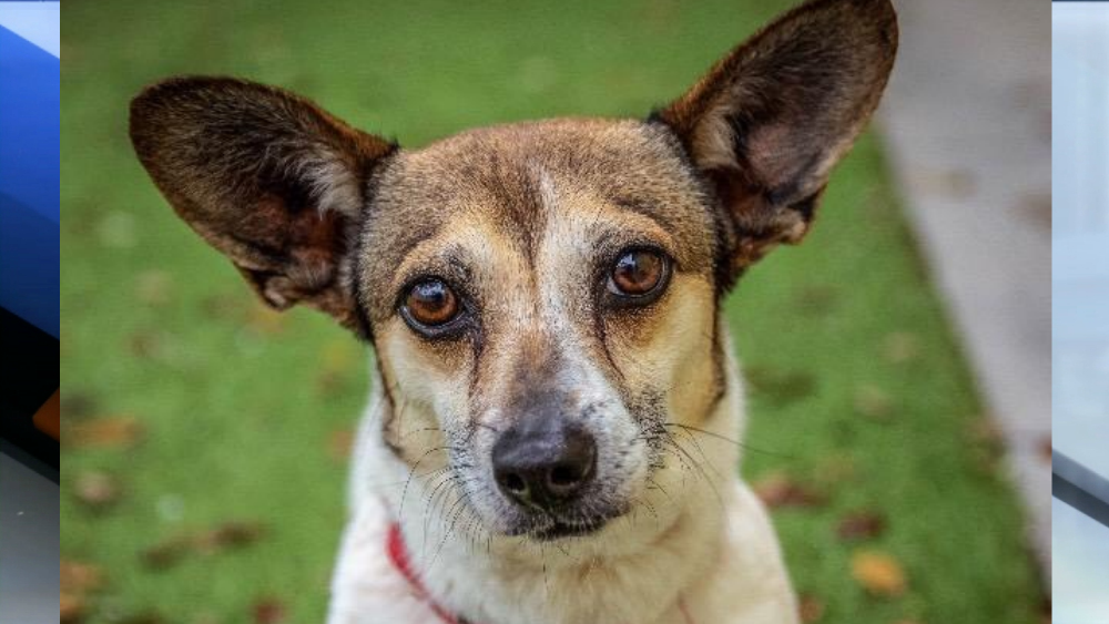 Manny pet of the week