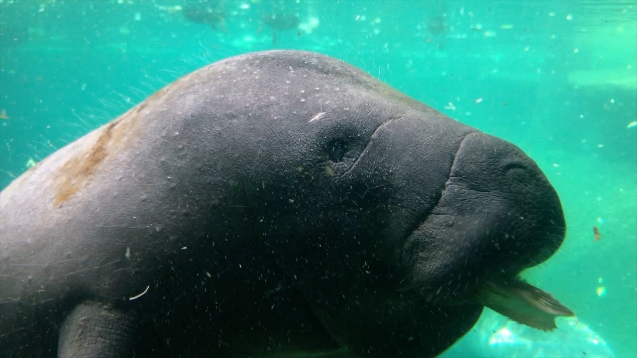 manatee-manatees-generic.jpg