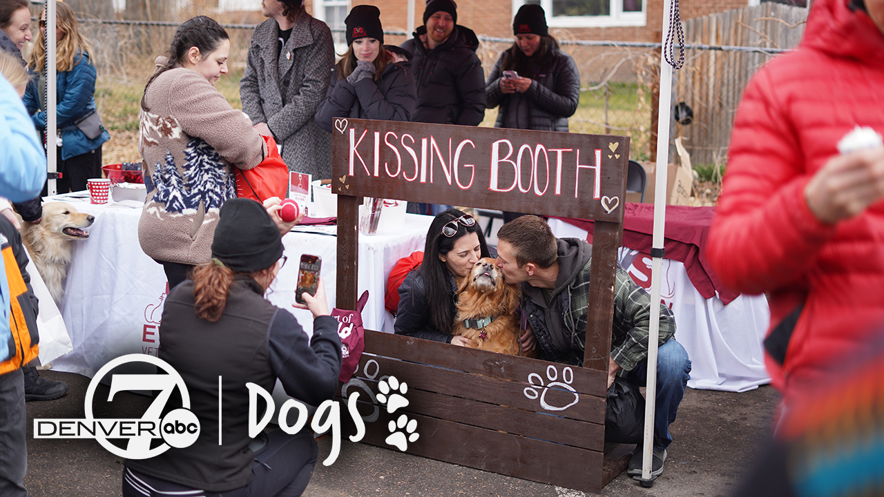 Goldens in Golden D7 DOGS.jpg