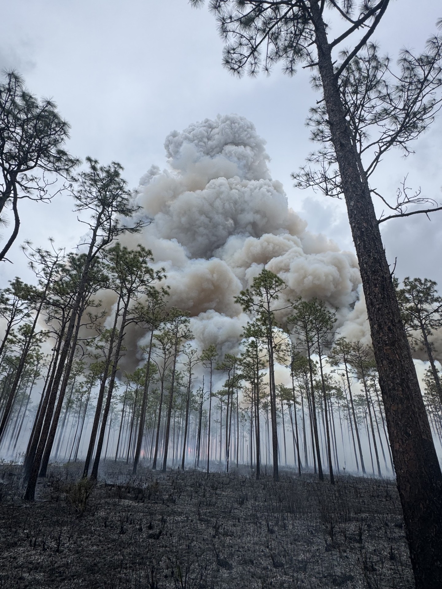 Sopchoppy fire burns hundreds of acres