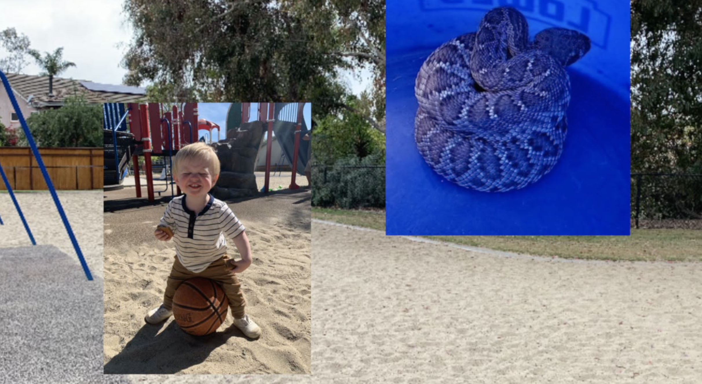 Father describes toddler's close encounter with rattlesnake at Carlsbad park