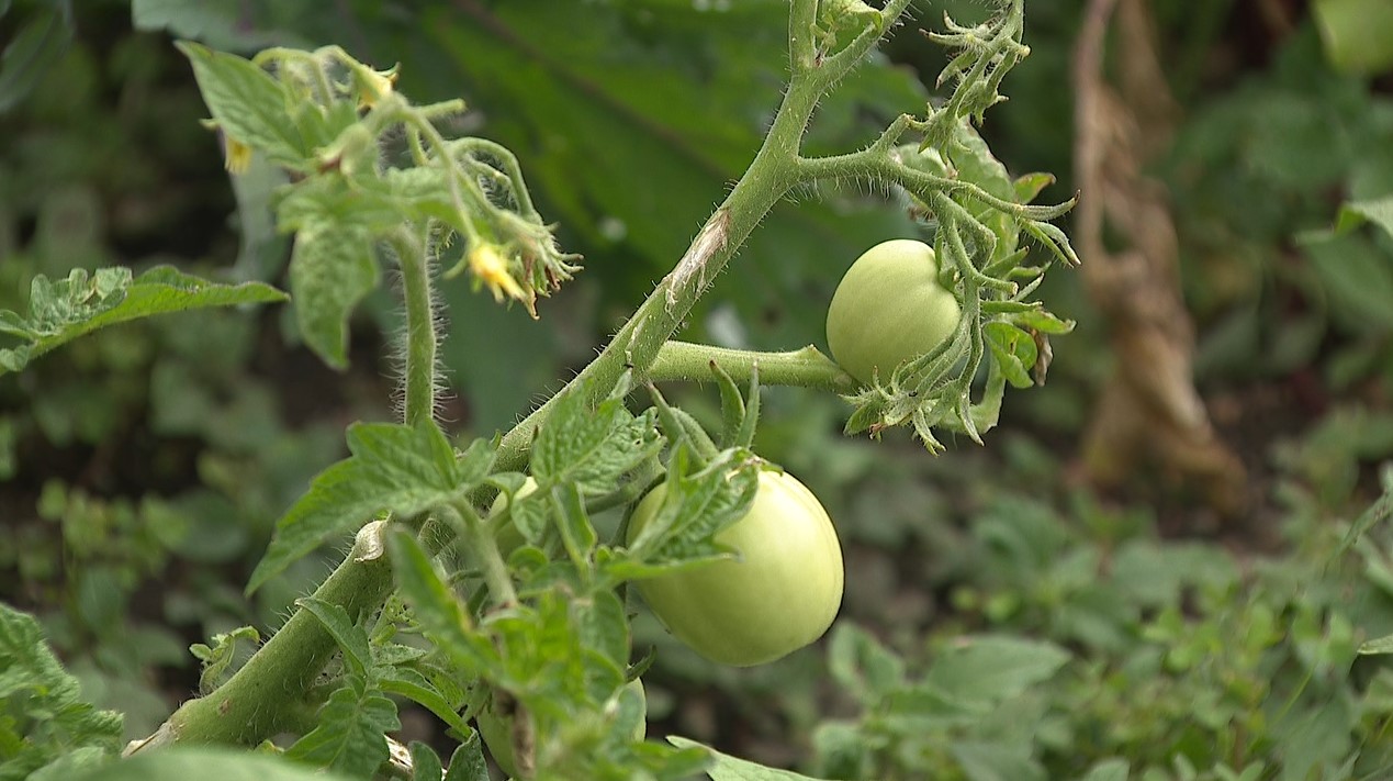 tomato.jpg