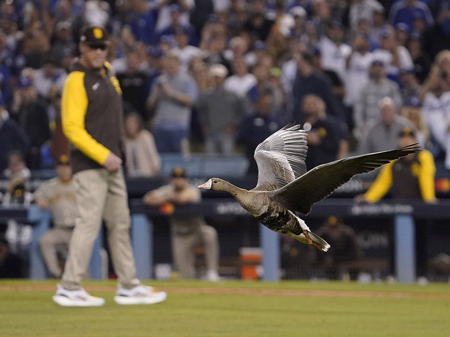 NLDS Padres Dodgers Baseball