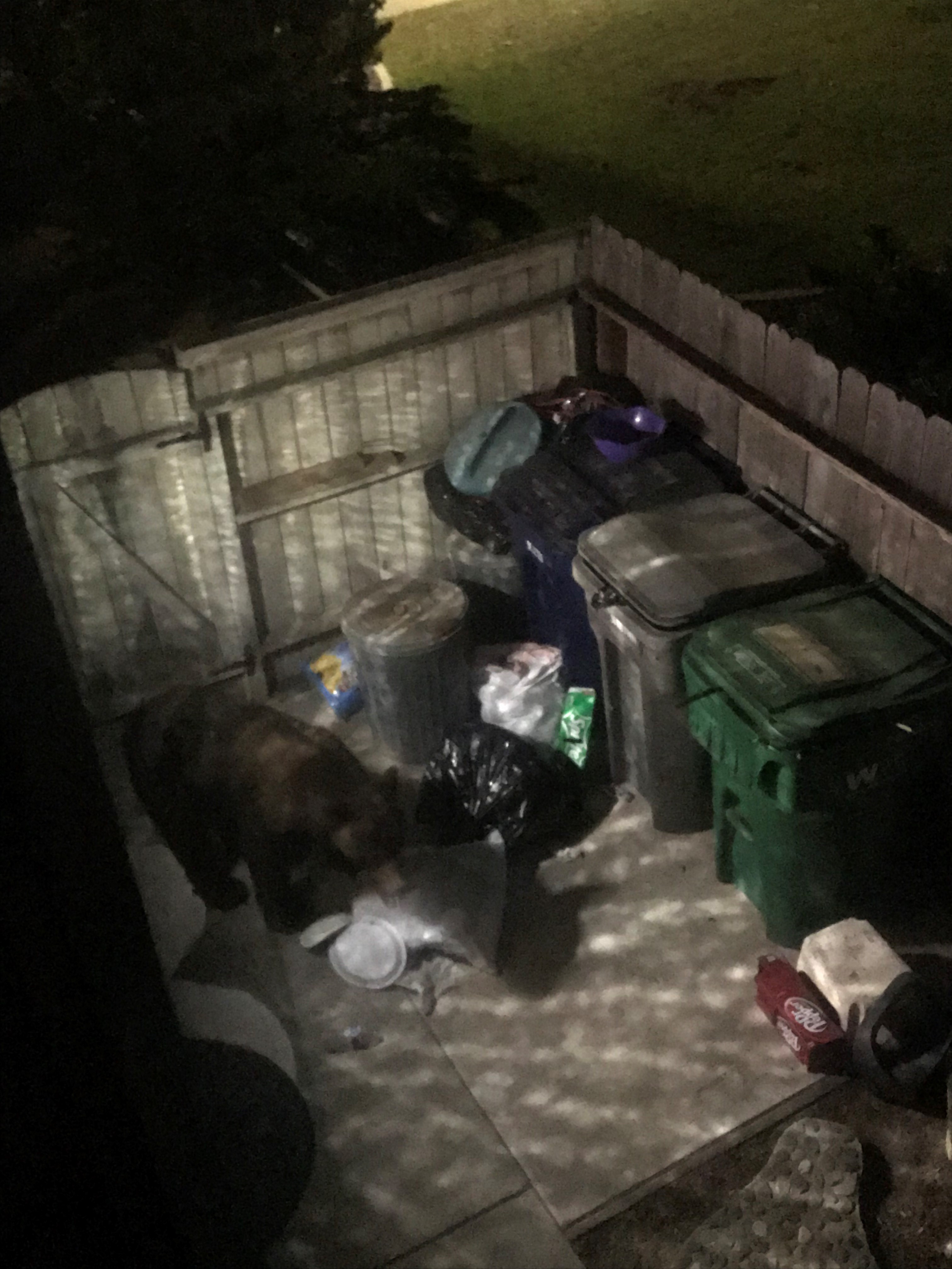 Woman wakes up to bear in her backyard in Vandenberg Village