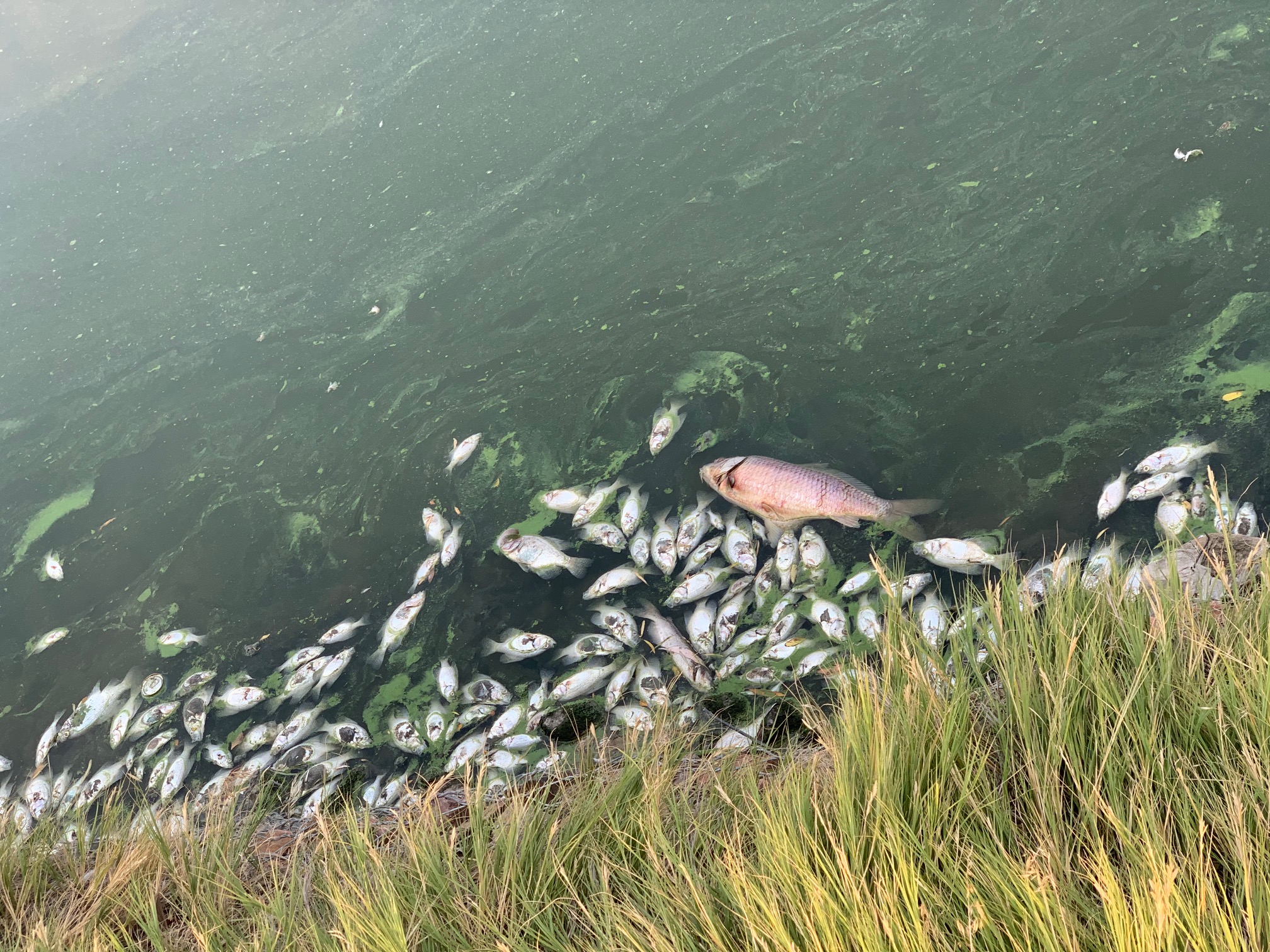 sloan lake dead fish
