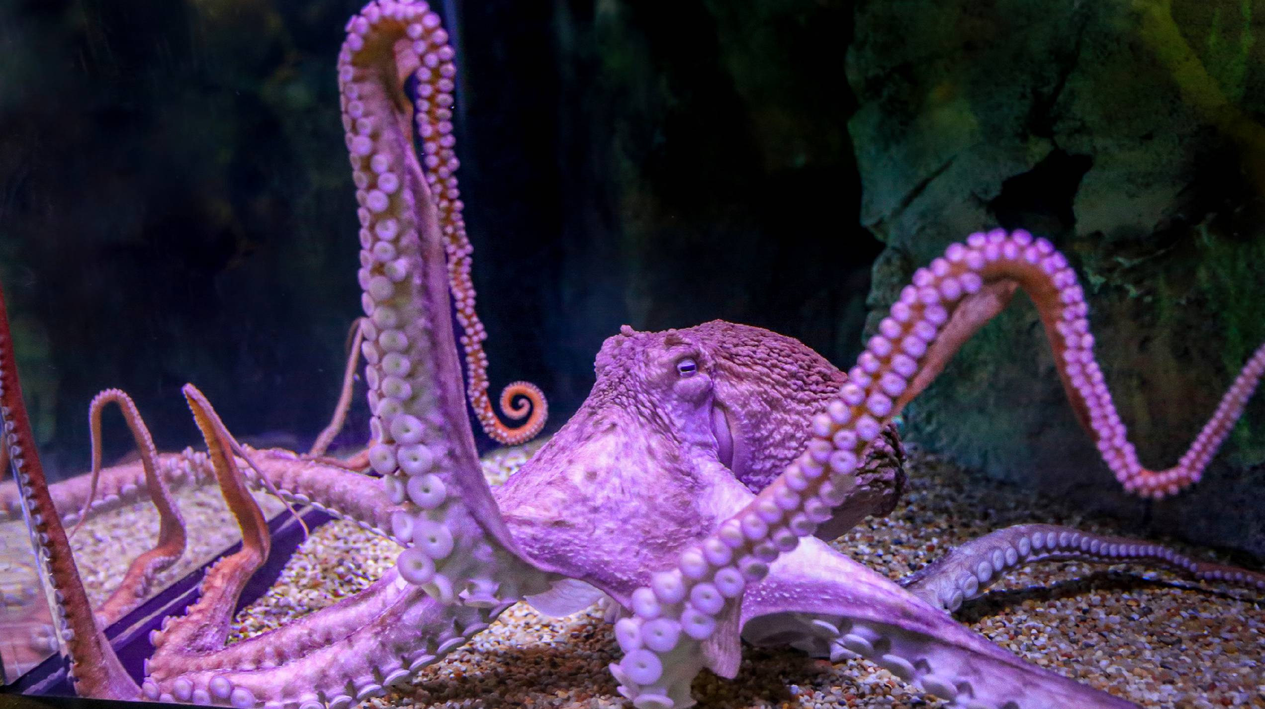 Tako at the OdySea in Scottsdale, Arizona enters her final stage of life. 