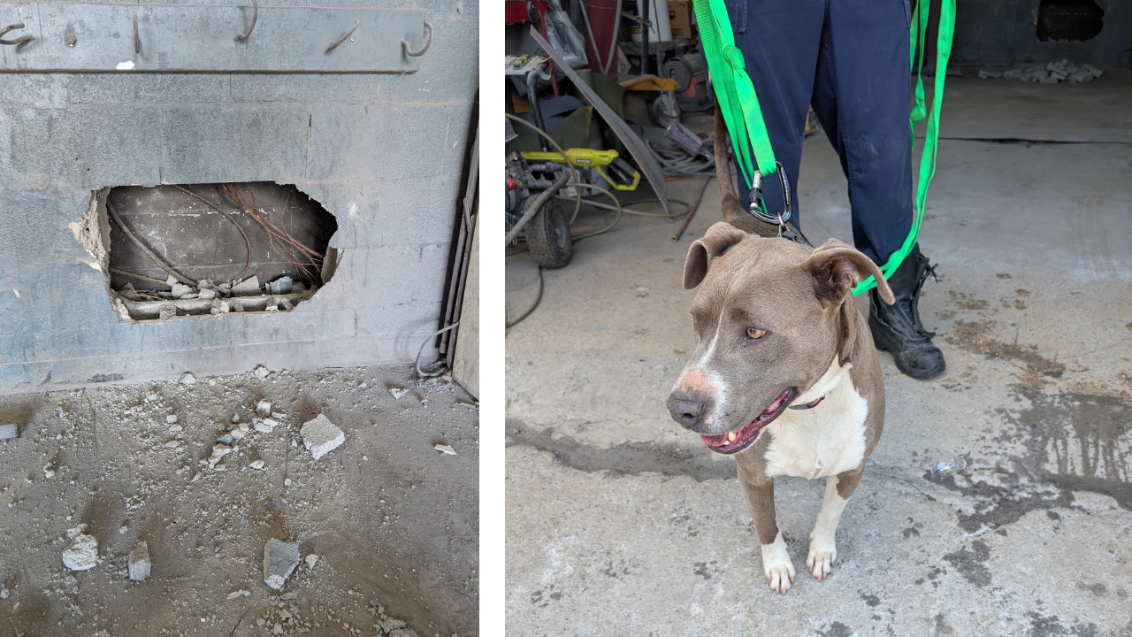 Firefighters rescue dog trapped between buildings in Nashville