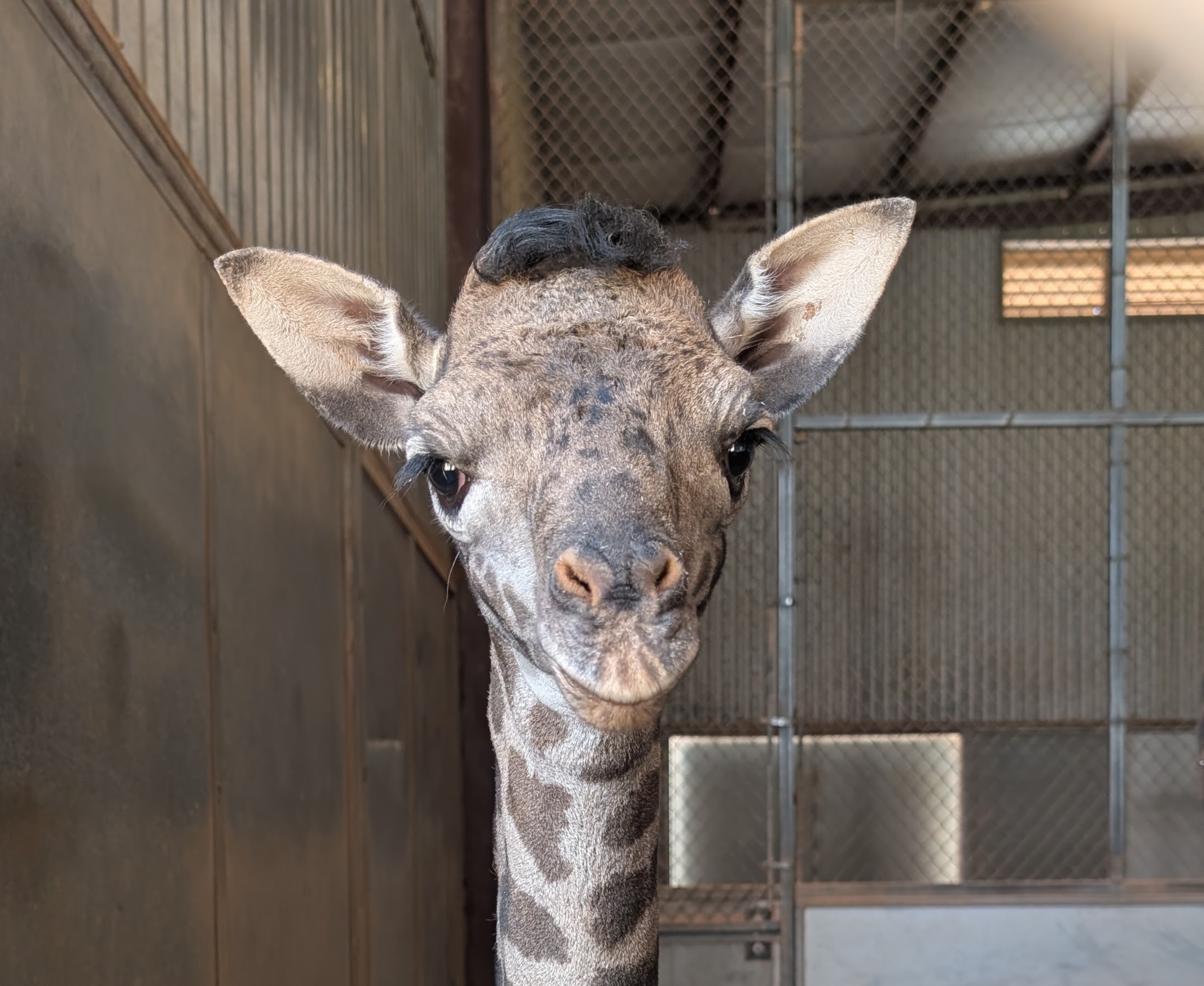 Baby giraffe PHX Zoo 12-16-25