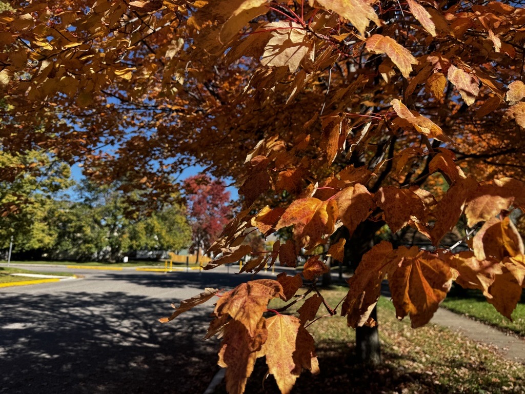 Fall leaves