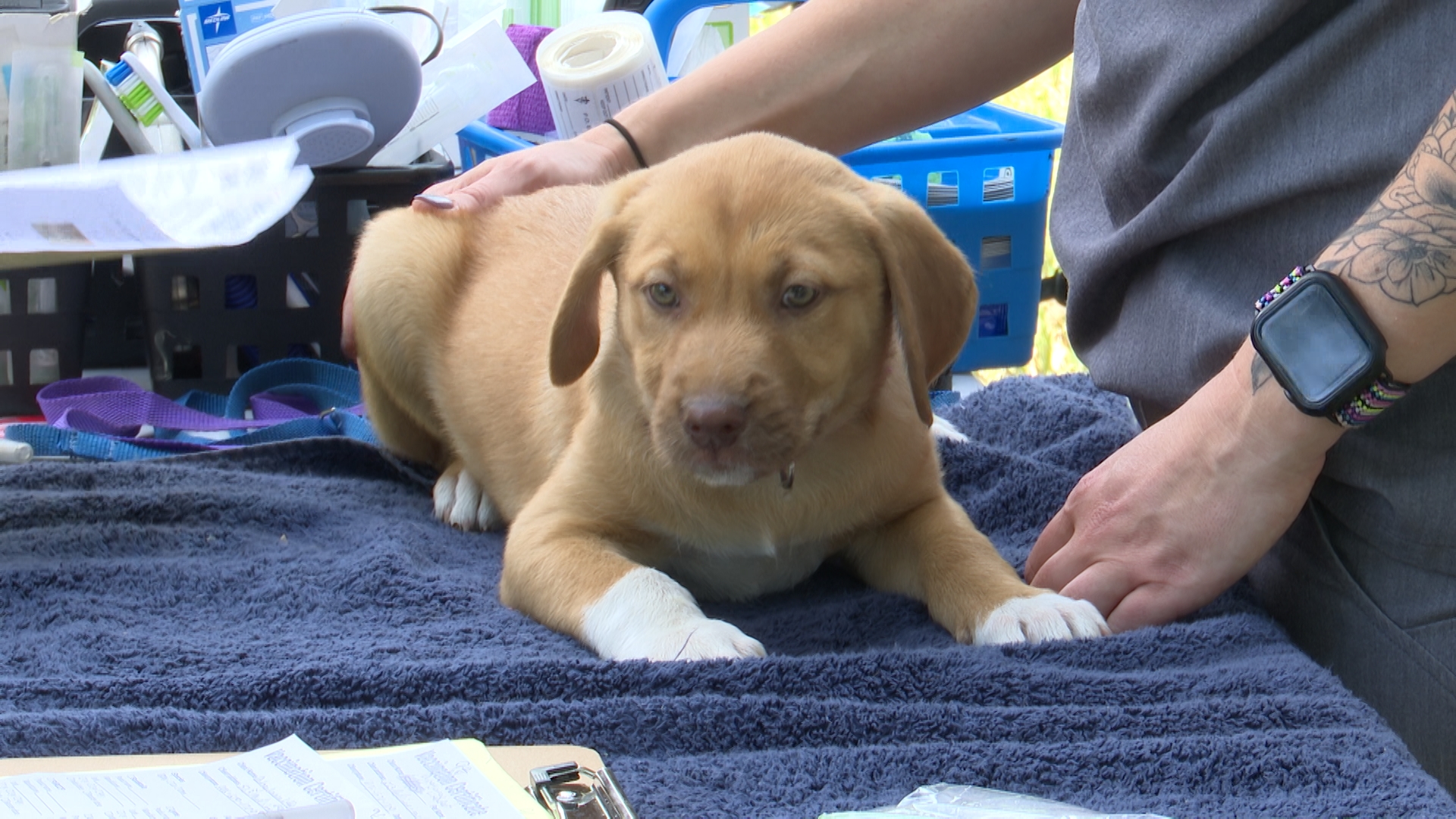 Puppy visiting The ElleVet Project