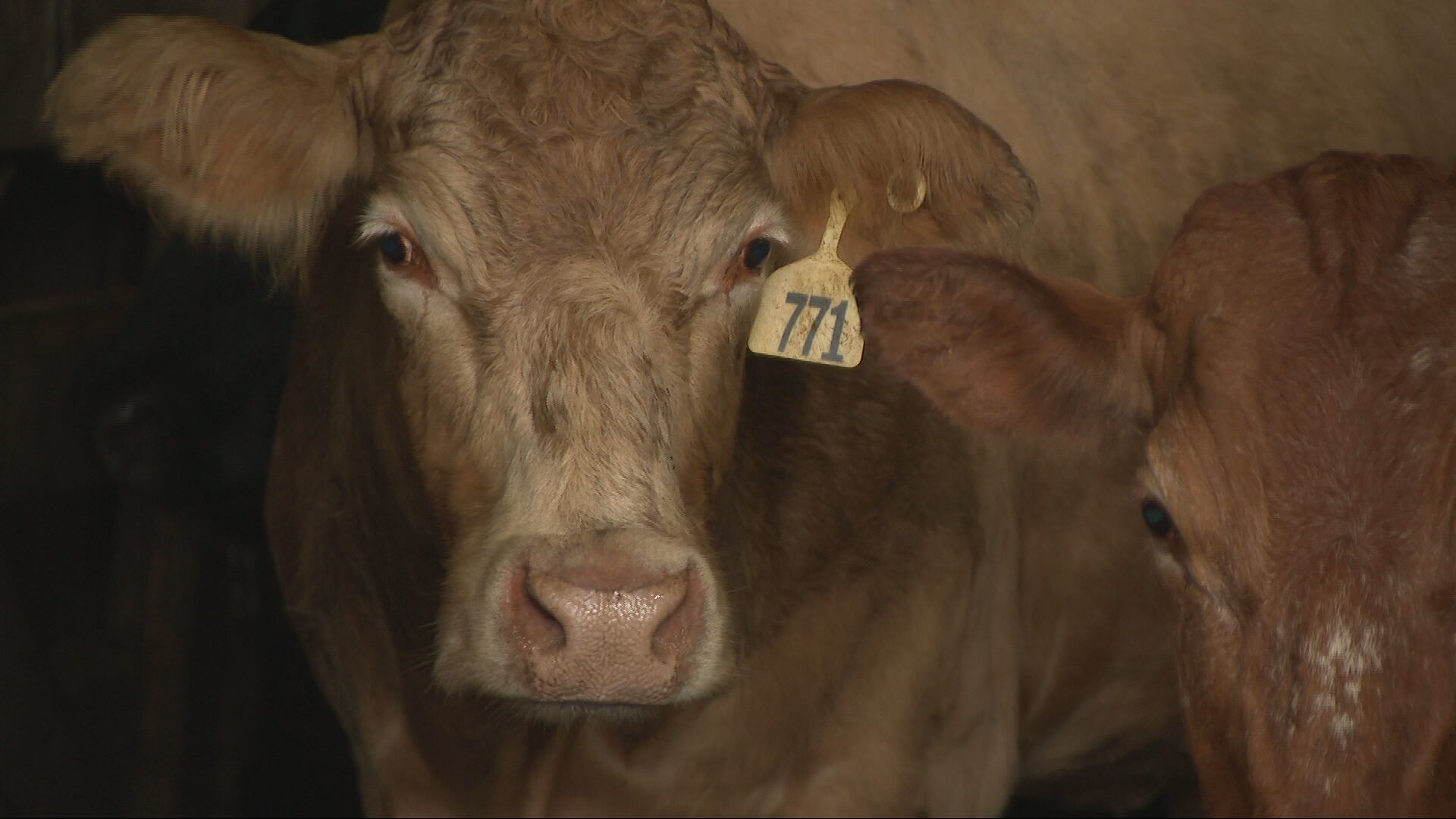 Cow herds going to auction