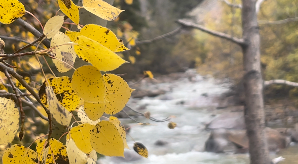 'Do it right away': Changing weather may shorten some peak seasons for fall color