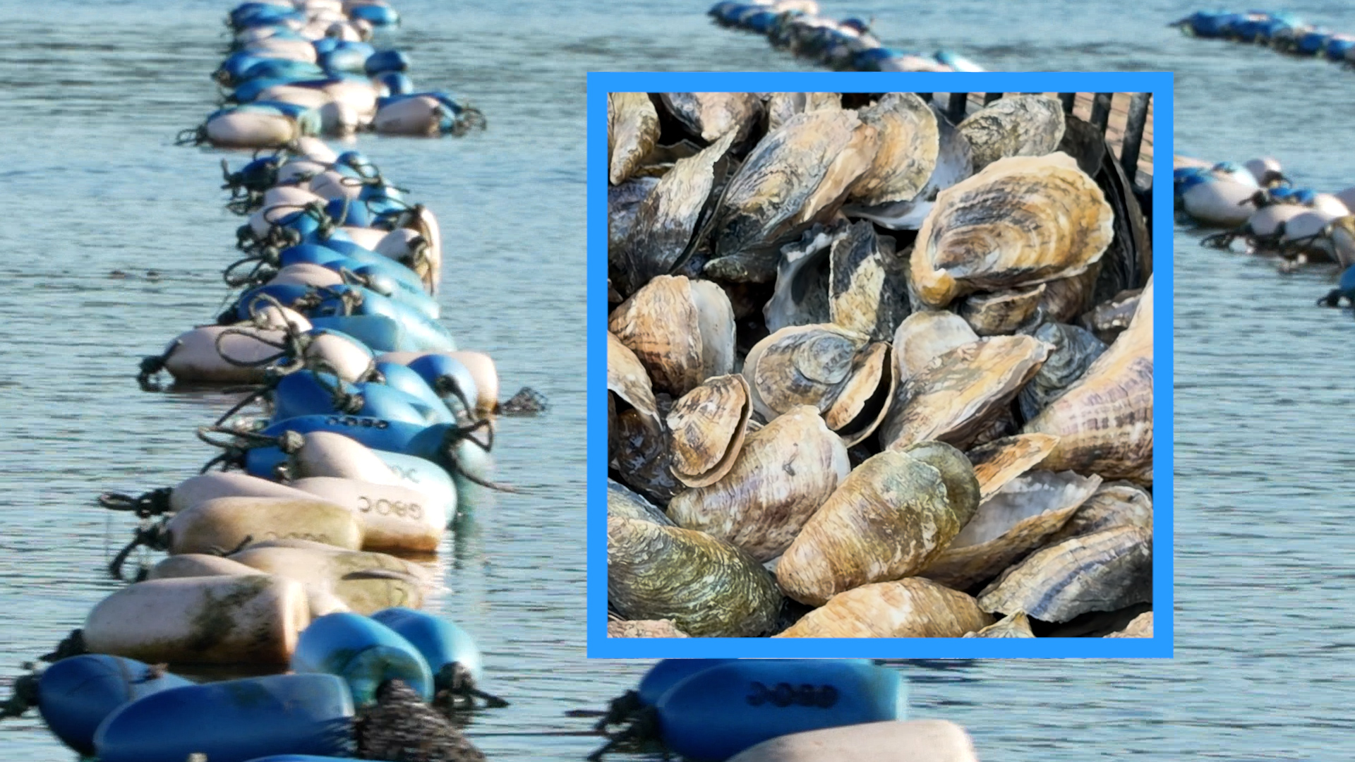 Oyster Farms in Morro Bay